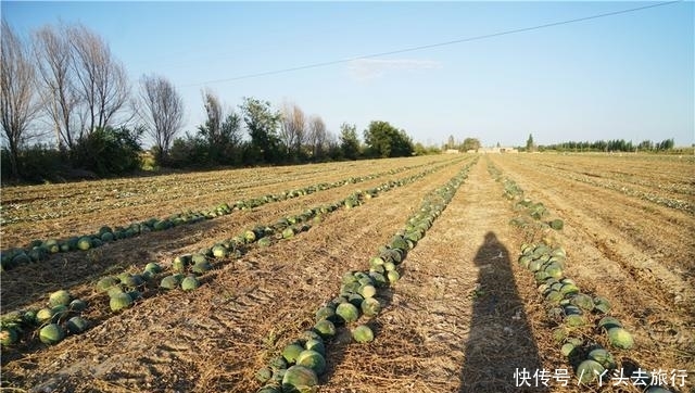  [成熟]新疆的西瓜成熟了，大型机器直接开到田地里收瓜