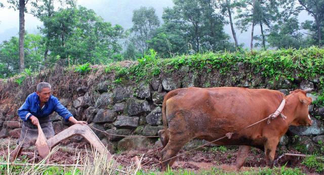  分饼@“十人分饼、十一牛耕地、二龙治水”老农说明年的收成不太