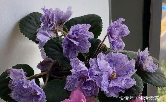  老奶奶■老奶奶不花钱买3种花，全靠叶片扦插繁殖，叶子多少苗多少
