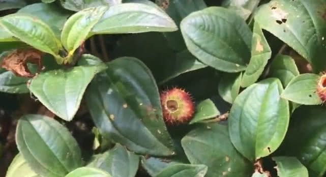 这种野草被农户称为“地钉”，果实满是尖刺但能治咳嗽，你见过吗