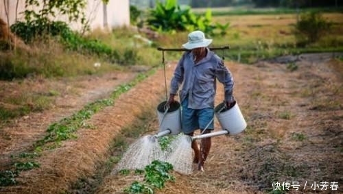  白芨■农村这种霸气农作物, 因价格太高, 农民不敢种植, 这是为