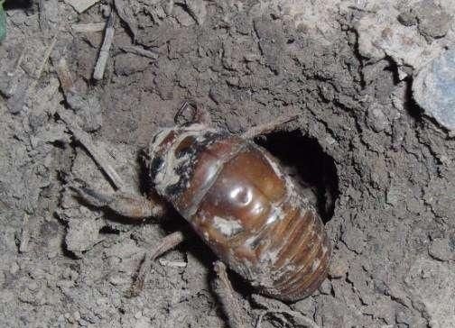  「开张」山东最大的露天金蝉早市开张，日交易量超10万元，变蝉