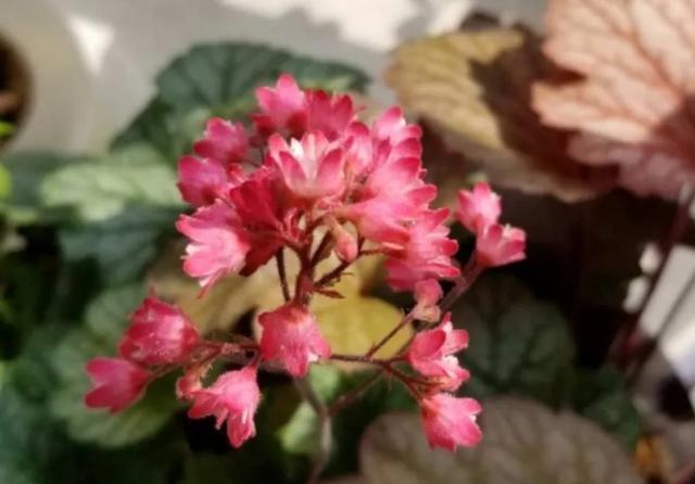  适合@10种适合室内的小众花，今年超流行，点缀家居，越养越精致