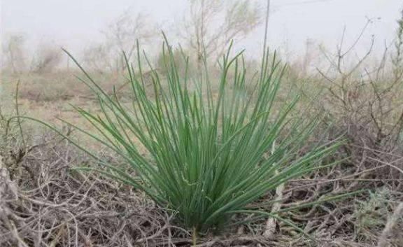  『野草』一种生长在地中央的“野草”，摘叶可以别挖根，现在越来越珍贵了