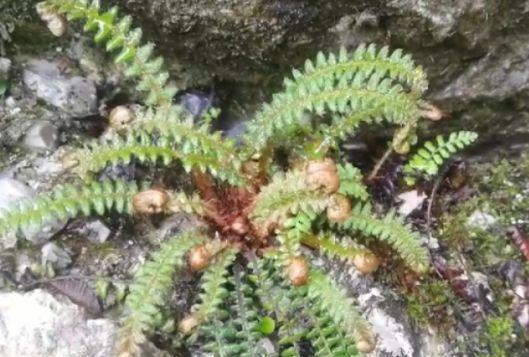 游客偶然发现的东西价值上百万,回去直呼后悔,专家:还好你没摘