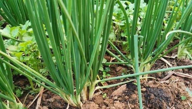  分蘖生长@种植的香葱要想产量高品质好，都离不开这些技术细节，