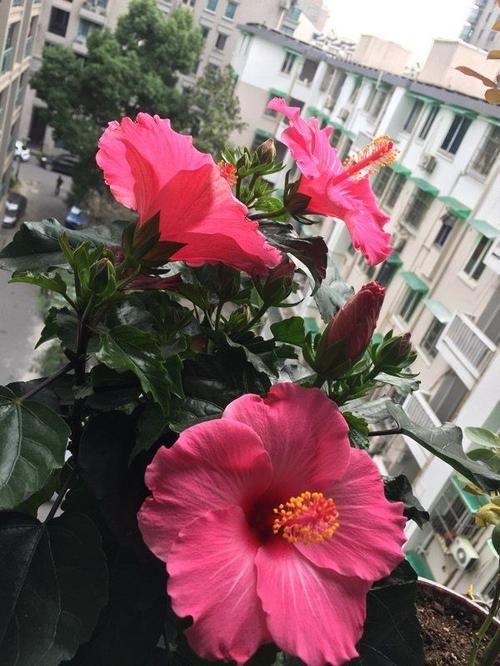  「有花赏」别再养绿萝吊兰了，此盆栽花漂亮又好养，家里种一棵，四季有花赏