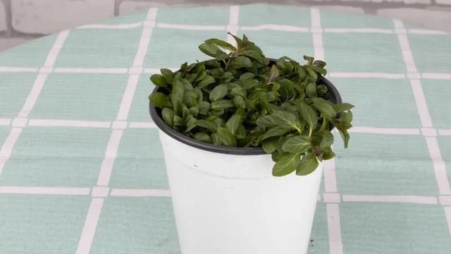  『薄荷的叶片』薄荷养厨房，掐一把就能做菜吃，越晒太阳越爆盆！