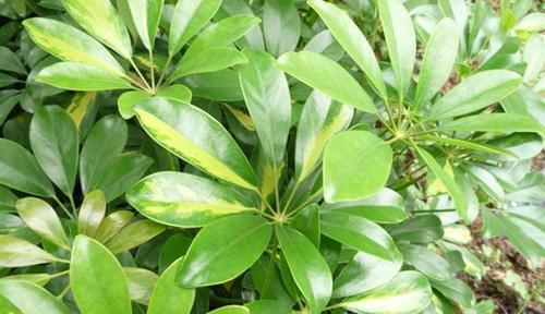  「鹅掌」鹅掌柴又名鸭脚木，常在室内或阳台种植，美化居室，还能净化空气