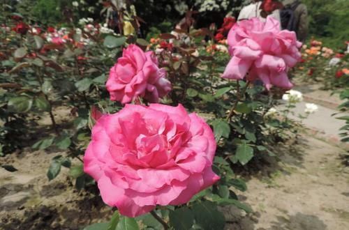  「妖姬」喜欢茶花，不如养盆“花中精品”桃灼蓝天，似粉色妖姬，鲜嫩可爱