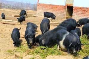  道理|农村俗语：“养鸡称盐，养猪过年”是什么意思？有道理吗？