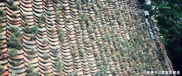 农村这一野生多肉植物，长在屋顶，有很多用处，现在几乎见不到了