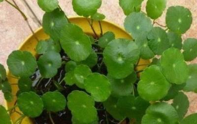  枯萎■铜钱草叶子枯萎、焉了怎么办