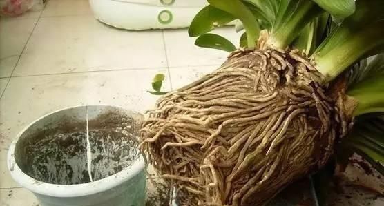  #栀子花#养了2年的栀子花，一换盆就死了，问题不在花身上，在你身上