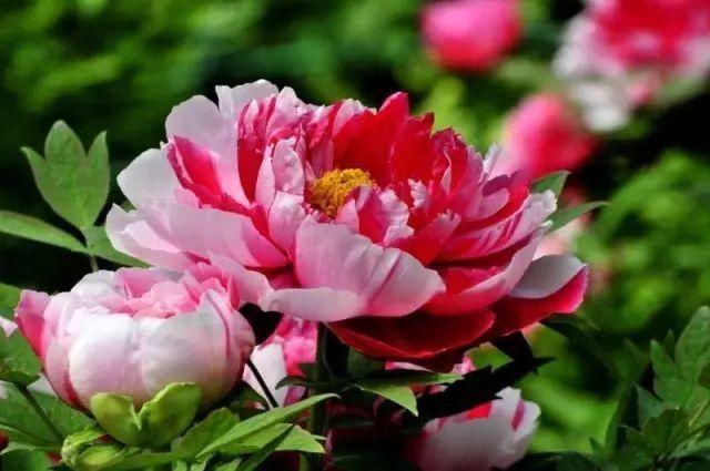 【花中】中国10大名花,哪个是你的最爱?