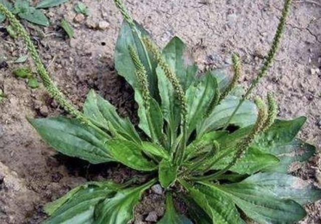  「湿润」湿润的农地边，若是遇到1种“车前草”，请爱护它，拔1棵少1棵！