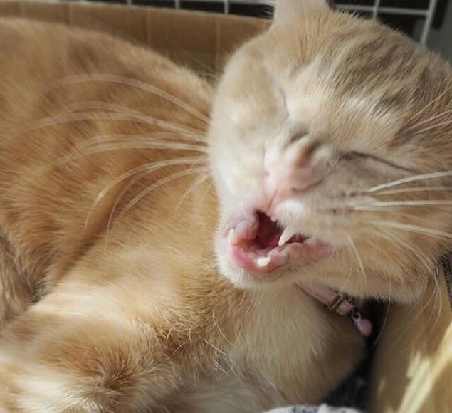  「有趣」超有趣的“变脸猫大赛”，猫看后自己都笑了……