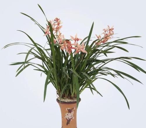  『迷人』盆栽养花就选它，好养易花，花色艳丽，花开浓香，花迷人手一盆
