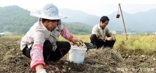 农村这种霸气农作物，有钱人才敢种，一亩投入过万，收入能过十万