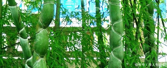 农民见到这种竹子，记得带回家，它非常珍贵，一棵能卖上千元