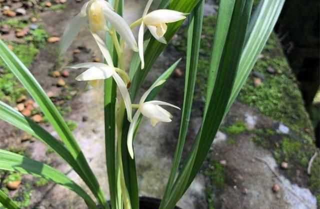  盆土：养兰花，有这3大“将领”冲锋陷阵，花大株壮！