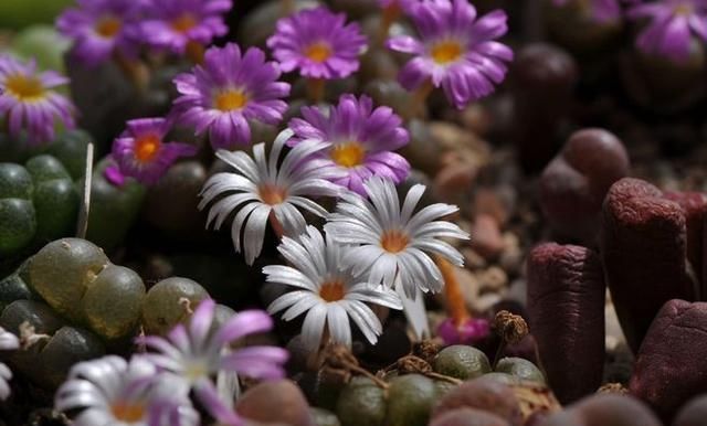  『植物』有时候，花朵也在模仿动物，模仿人类，多有趣啊
