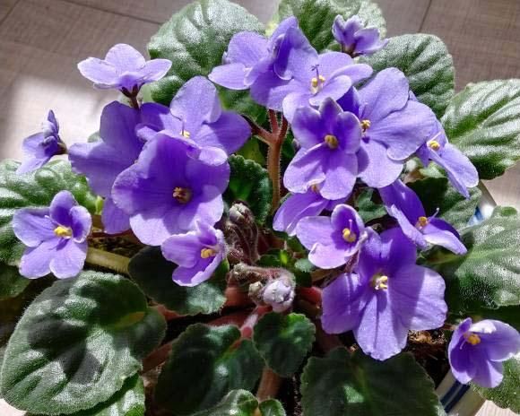  家里■家里光照不好，就养这4种花，耐阴还能勤开花！