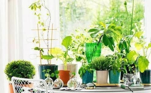  [懒人]6种“懒人花”可真皮实，一个月不浇水，太阳越晒，开花越泼辣