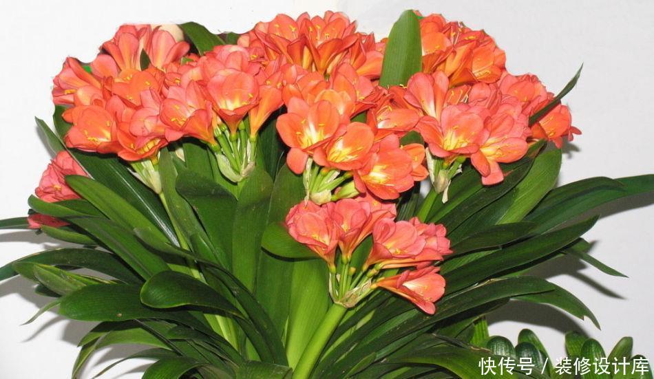 『艳丽』喜欢在家中养护花卉，就要选择花色艳丽多样，花期长的花卉养护