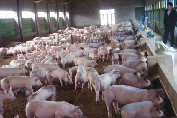 全国猪价越涨越狠，7地猪价破7，到底还能飘红多久呢？