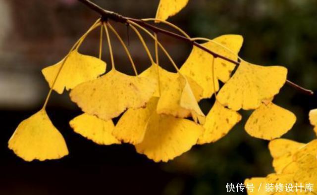  路边■路边1种“绿化树”，叶片似“黄金扇”，树上全是宝贝，可珍贵了