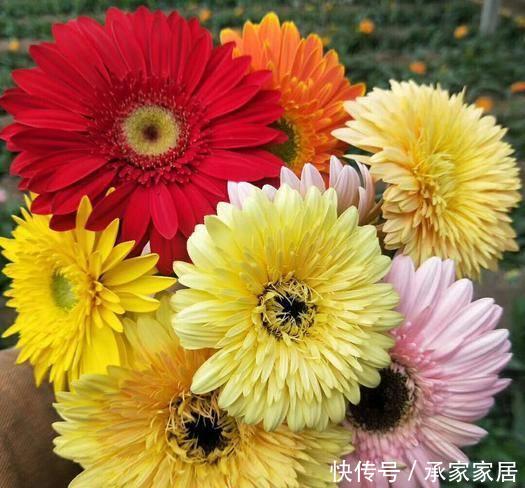 【漂亮】喜欢养护漂亮的花卉,就养护花色艳丽,花期长,优雅优美的3种花