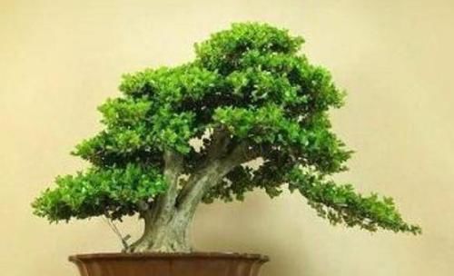  【铜钱草】家里养这几款植物，娇小不占地，比吊兰好养，你养了吗