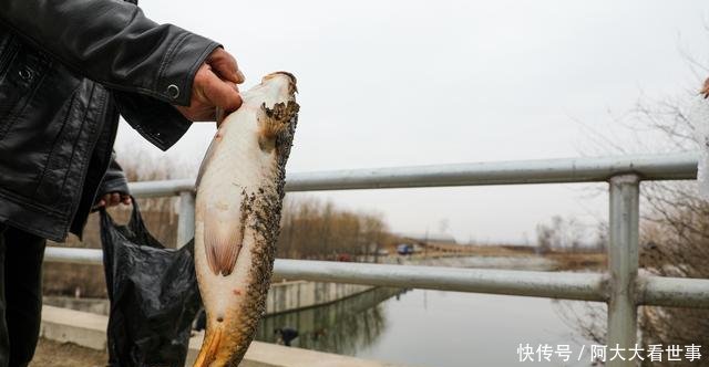  [爷爷]等了30天！村里开年第一钓，3斤多鲤鱼被85岁爷爷30元买下！