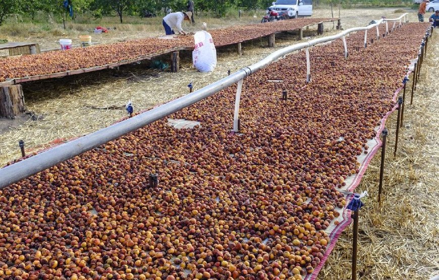 奇特野果,新鲜的无人摘,风干后人人抢,40一斤成
