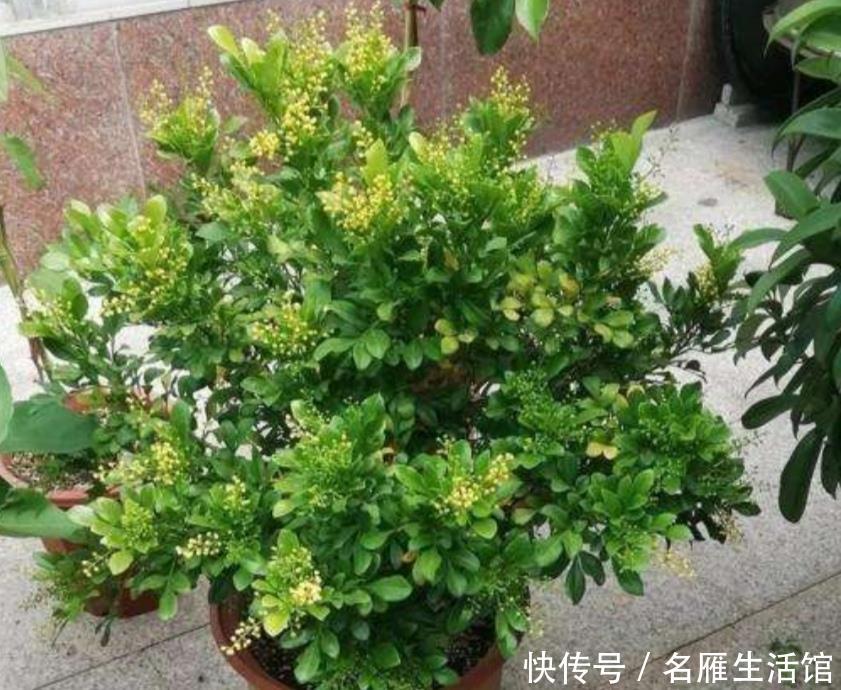  『光照』春天这5种花，要多晒太阳，不然光长叶子，开花少