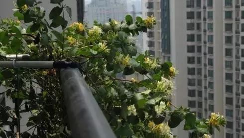  「花朵」阳台种这8种植物，不仅漂亮，年年夏天都不热了