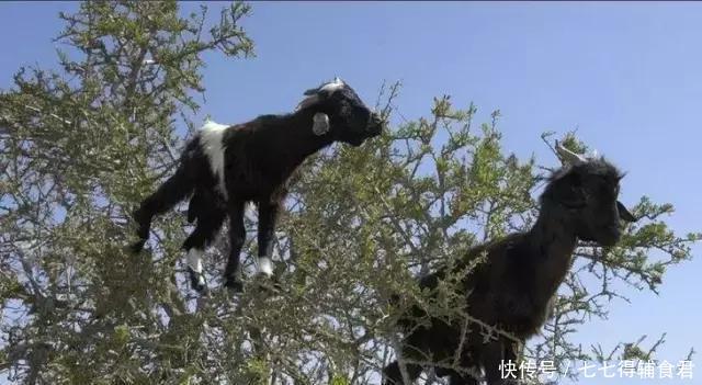 母猪上树是不可能的,但有一种山羊却会上树