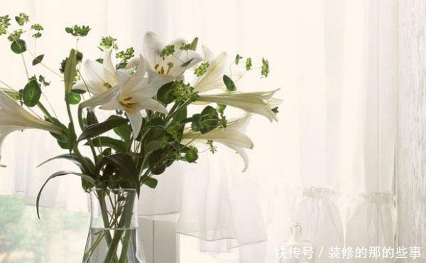 「抓紧时间」3种“植物”寓意好又旺财,有利于家人健康,抓紧时间养一盆吧!