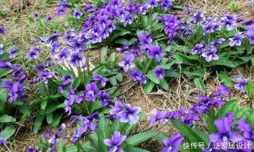  花盆：一种紫“野菜”，比绿萝颜值高，掐一把养花盆，貌似兰花作用强