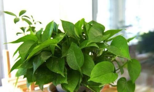  「叶绿茎」养花制肥难怎么办？用上1种'天然绿叶肥'，啥花都能叶绿茎粗