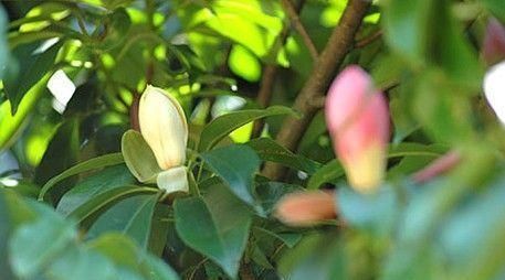  [发现]四川发现稀有树，名叫“红花木莲”，一般人没见过，更不