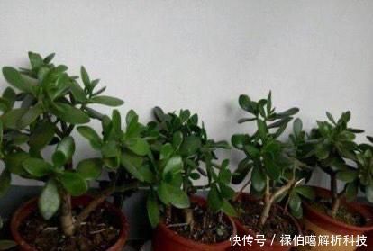 老桩@养玉树有3个“重点”,叶厚实油亮,枝干茁壮,小苗变老桩