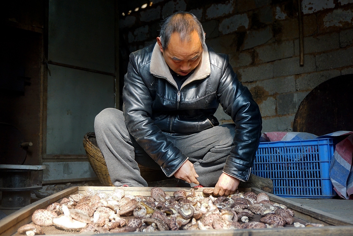  「远销」男子家门口种香菇17年：产品远销日本韩国 称挣钱看孙子