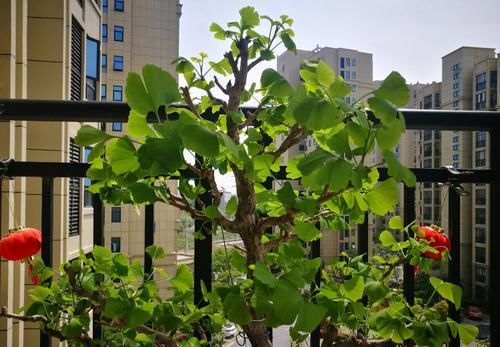  『银杏』银杏小苗怎么做盆景，3种建议做出精美的银杏景观