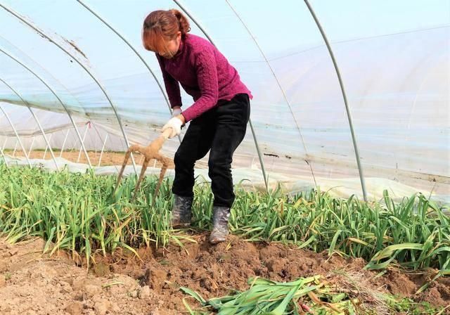  「种植蒜苗」农民种植一种蔬菜，2亩收入24000元，值得借鉴吗？