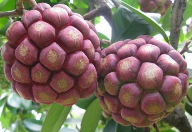  【种植】农民种植浑身是“雹”的水果，1斤卖到50元，你吃过没？