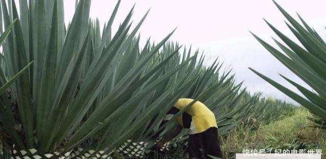中国派遣他去非洲种植上万亩剑麻，让黑人家家户户奔小康