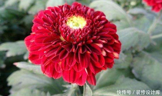  似桃吐@新手养花就养一盆“红色乒乓菊”，似桃吐丹霞，花期长适合盆栽养