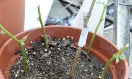  定要注意■扦插三角梅该如何做？按照6个要求操作，生根早、当年就开花